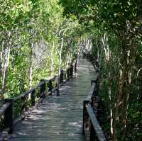 ป่าชายเลน วนอุทยานปราณบุรี