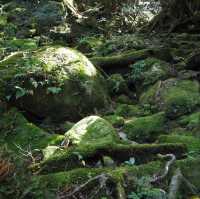 もののけ姫の元となった「苔むすの森」