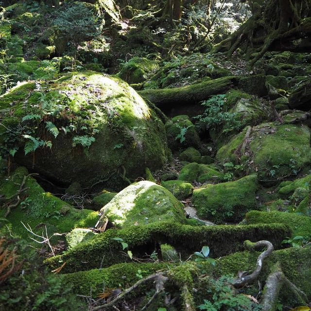 もののけ姫の元となった「苔むすの森」