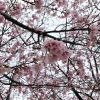 梅花熱海