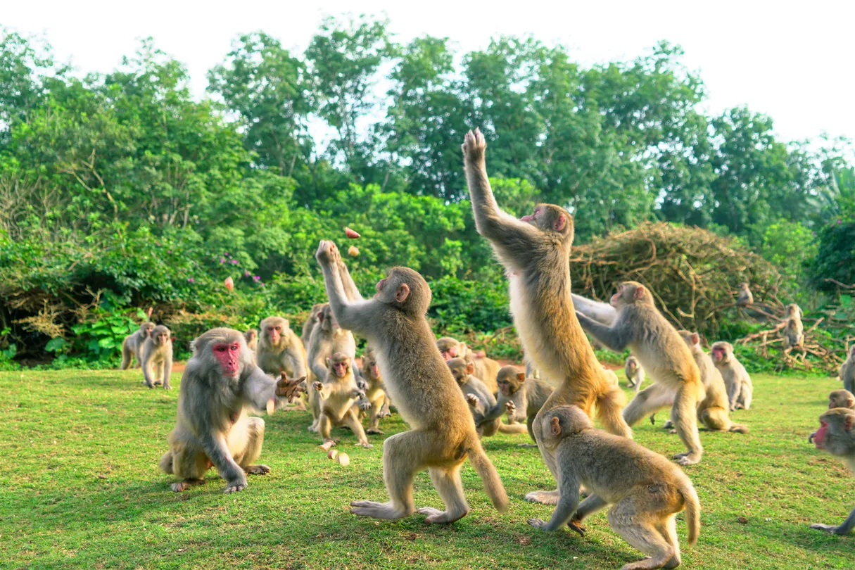 4_海南熱帶野生動植物園