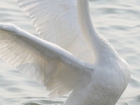 Whooper Swan National Nature Reserve