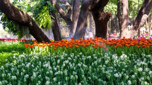 Amsterdam Tulip Museum