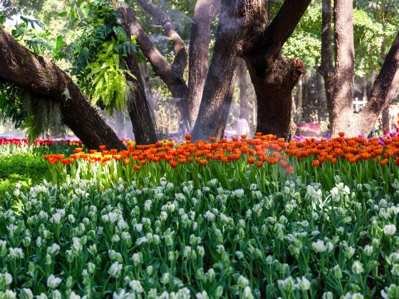 Amsterdam Tulip Museum