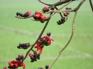 Biman Bangladesh Airlines Flights Manchester to Sylhet