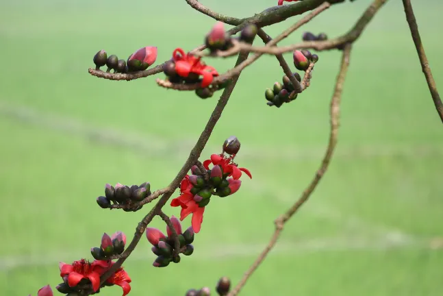 Vé máy bay đi Sylhet