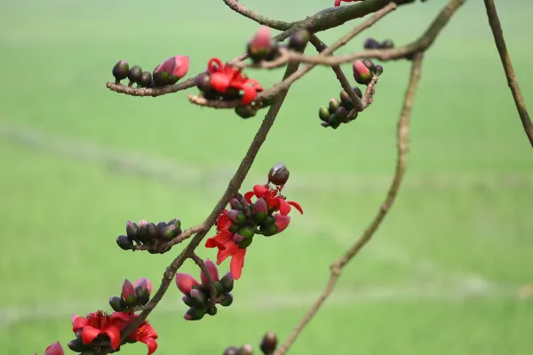 Flug nach Sylhet