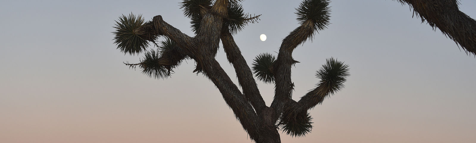 Joshua TreeTur Satu Hari