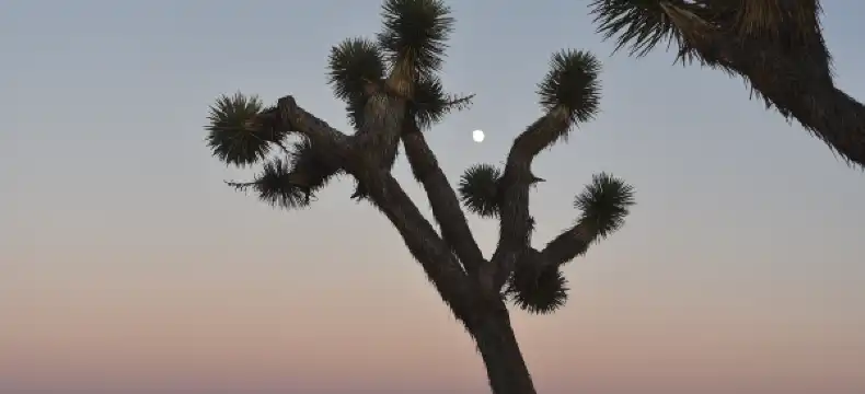 Joshua Tree