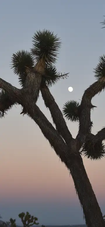 約書亞樹村酒店