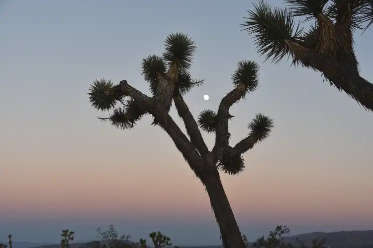Hotels in Joshua Tree