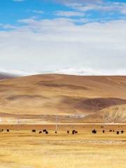 Pali Grassland