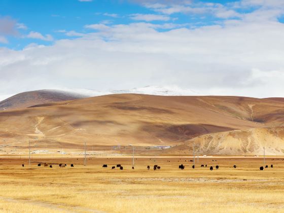 Pali Grassland