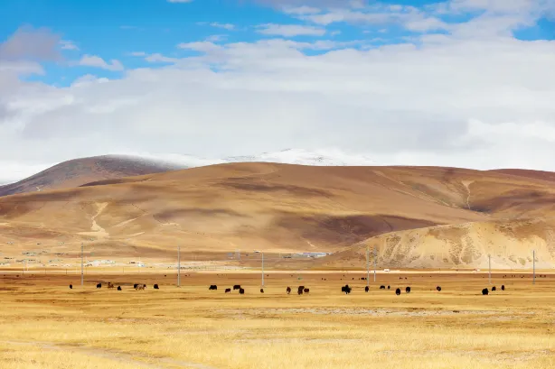 Pali Grassland