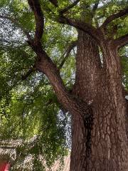 Ancient Ginkgo Garden of Chanlin Temple