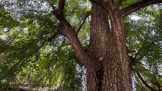 Ancient Ginkgo Garden of Chanlin Temple