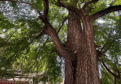 Ancient Ginkgo Garden of Chanlin Temple