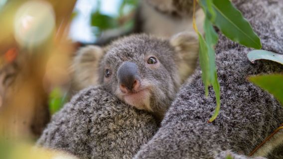 【贈紀念幣|可選考拉合影】雪梨藍山國家公園+動物園一日遊