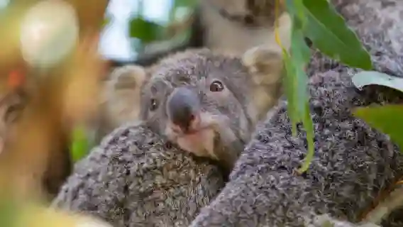 【贈紀念幣|可選考拉合影】雪梨藍山國家公園+動物園一日遊