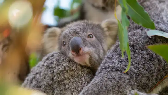雪梨藍山國家公園一日遊【3段纜車丨動物園｜林肯岩丨賓士小團】