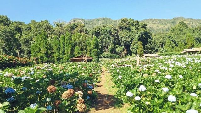 Royal Project Khun Pae