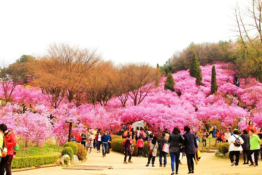 Go to Jindallae Park to see azaleas💓 | Trip.com Bucheon-si
