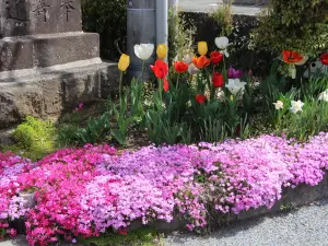 Fioriture Primaverili a Distretto di Aso: le opzioni più popolari