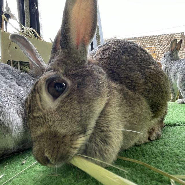 【北海道】日本一危険な動物園！
