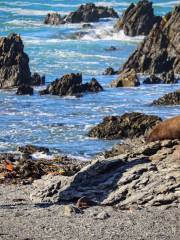 Red Rocks - Seals