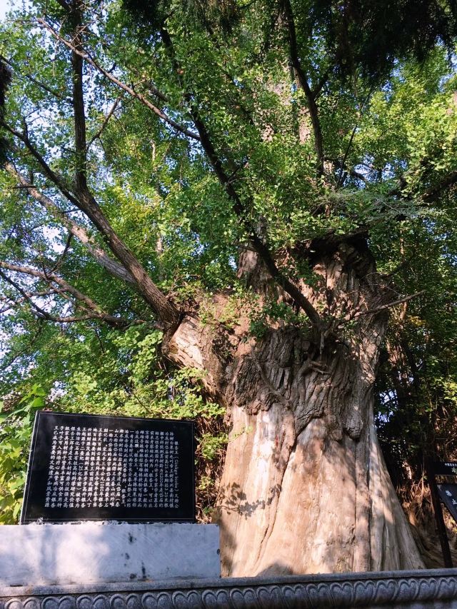 岱廟