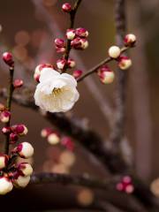 Plum Garden, Plum Forest, Pingtong Town