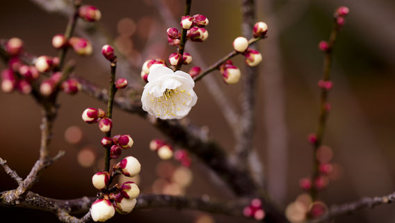 Plum Garden, Plum Forest, Pingtong Town