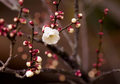 Plum Garden, Plum Forest, Pingtong Town