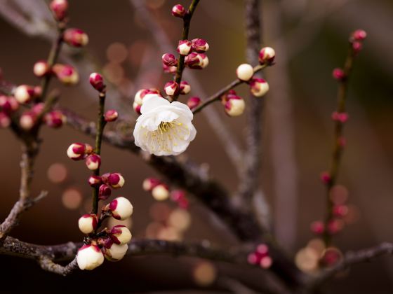 Plum Garden, Plum Forest, Pingtong Town