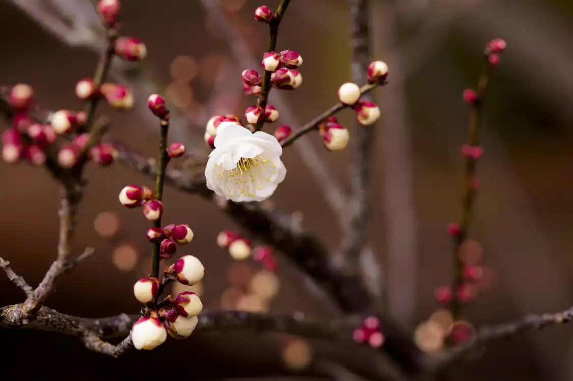 Hotels near Plum Garden, Plum Forest, Pingtong Town