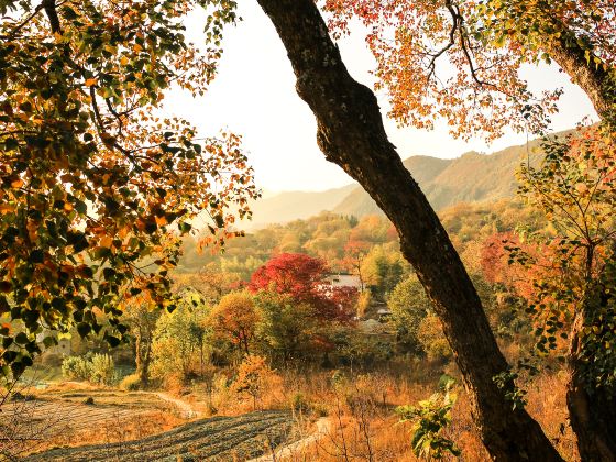 Tachuan Ancient Forest