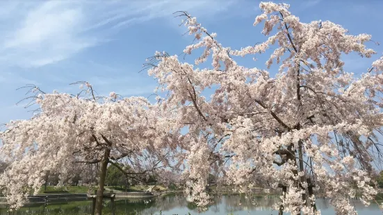 かすがいがーるずこれくしょん