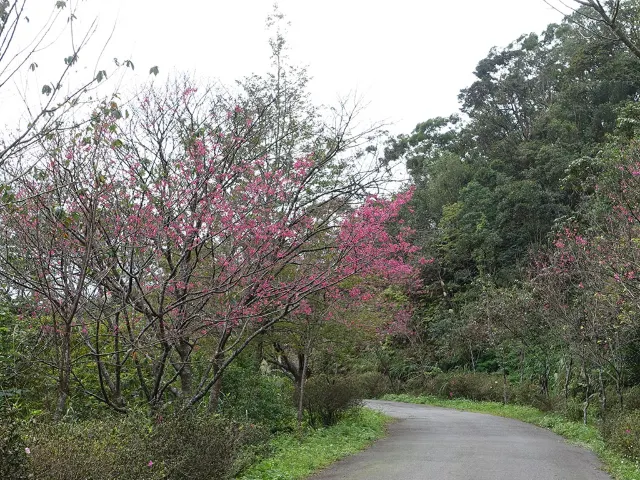 【櫻花季】粉紅大爆發,新北13處賞櫻勝地推薦打卡熱點一次看