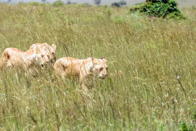 Отзывы об отеле Protea Hotel Midrand