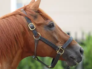 Kentucky Horse Park
