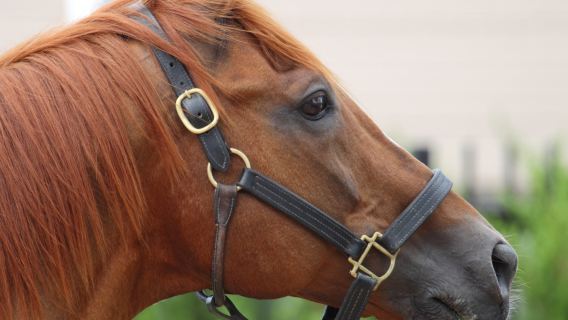 Kentucky Horse Park