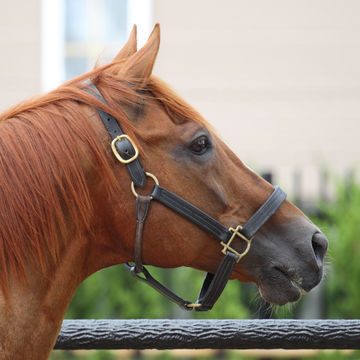 Kentucky Horse Park