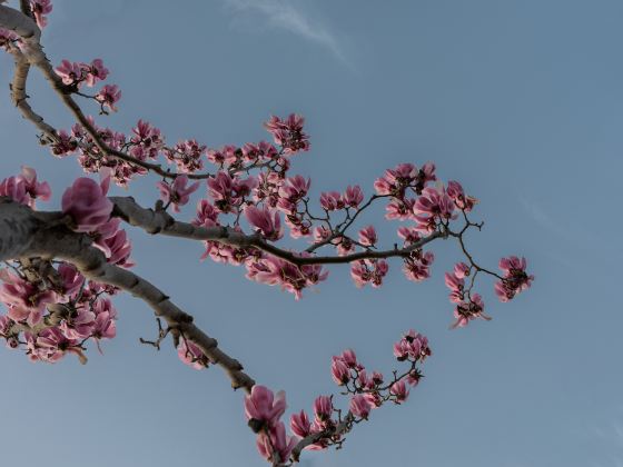 Cherry Blossoms Lane 42 Pingjing Street