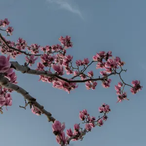 111台灣臺北市士林區平菁街42巷