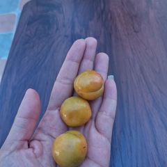 阔希玛克拉烤包子 User Photo