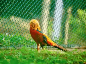 Qinling Four Rare Animals Science Park