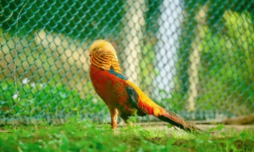 Qinling Four Rare Animals Science Park