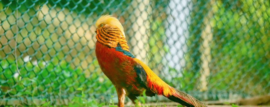 Qinling Four Rare Animals Science Park