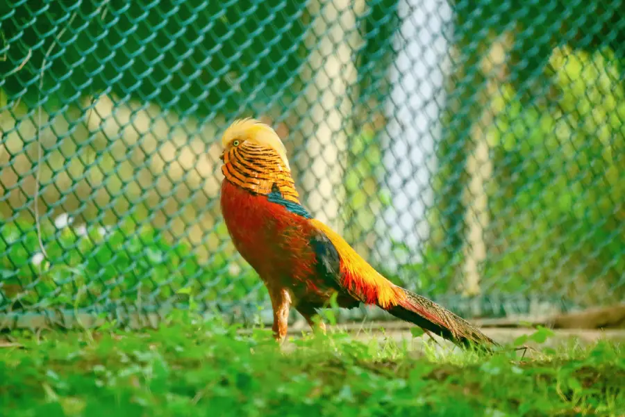 秦嶺四寶科學公園