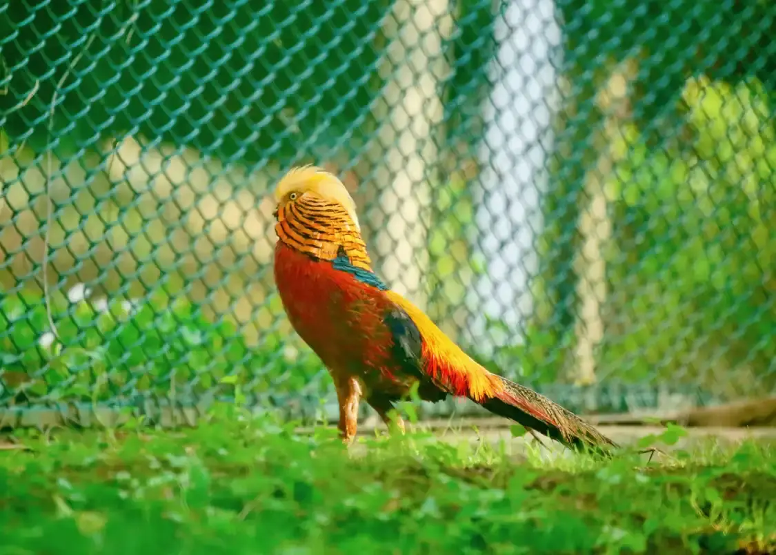 Hotels near Qinling Four Rare Animals Science Park